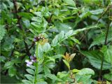 Vicia sepium