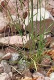 Elymus tianschanigenus