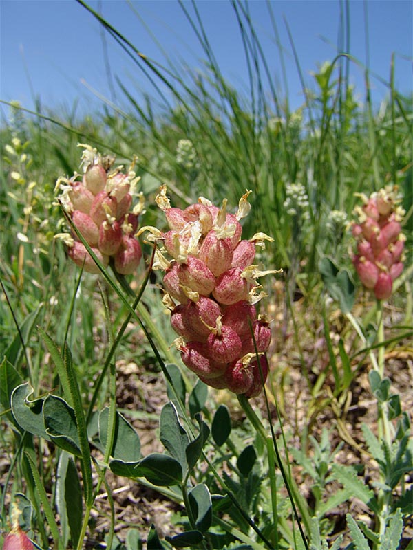 Изображение особи Astragalus calycinus.