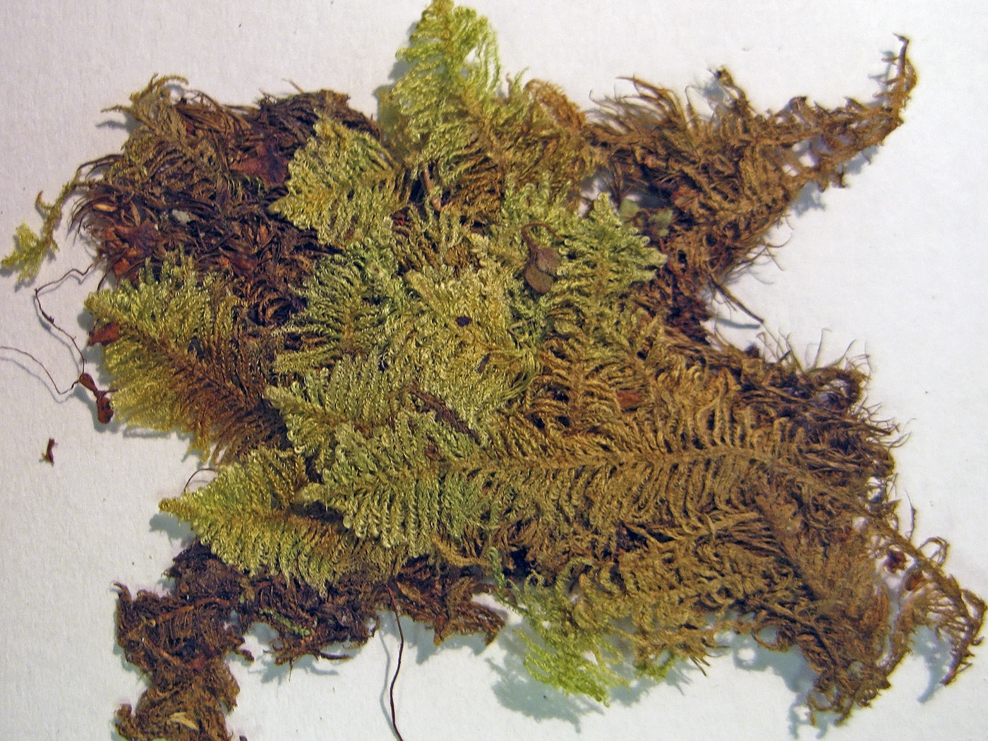 Изображение особи Ptilium crista-castrensis.