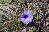 Ipomoea cairica