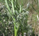 Matthiola odoratissima