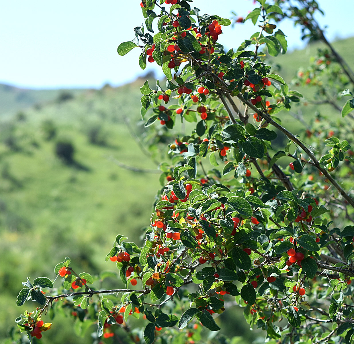 Изображение особи Lonicera altmannii.