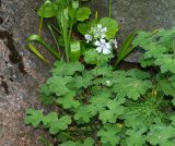 Geranium renardii. Цветущее растение с незрелыми плодами. Москва, Воробьёвы горы, Ботанический сад МГУ, в культуре. 06.06.2018.