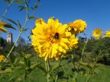 Rudbeckia laciniata var. hortensia