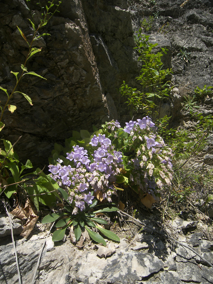 Изображение особи Campanula mirabilis.