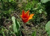 Tulipa anadroma