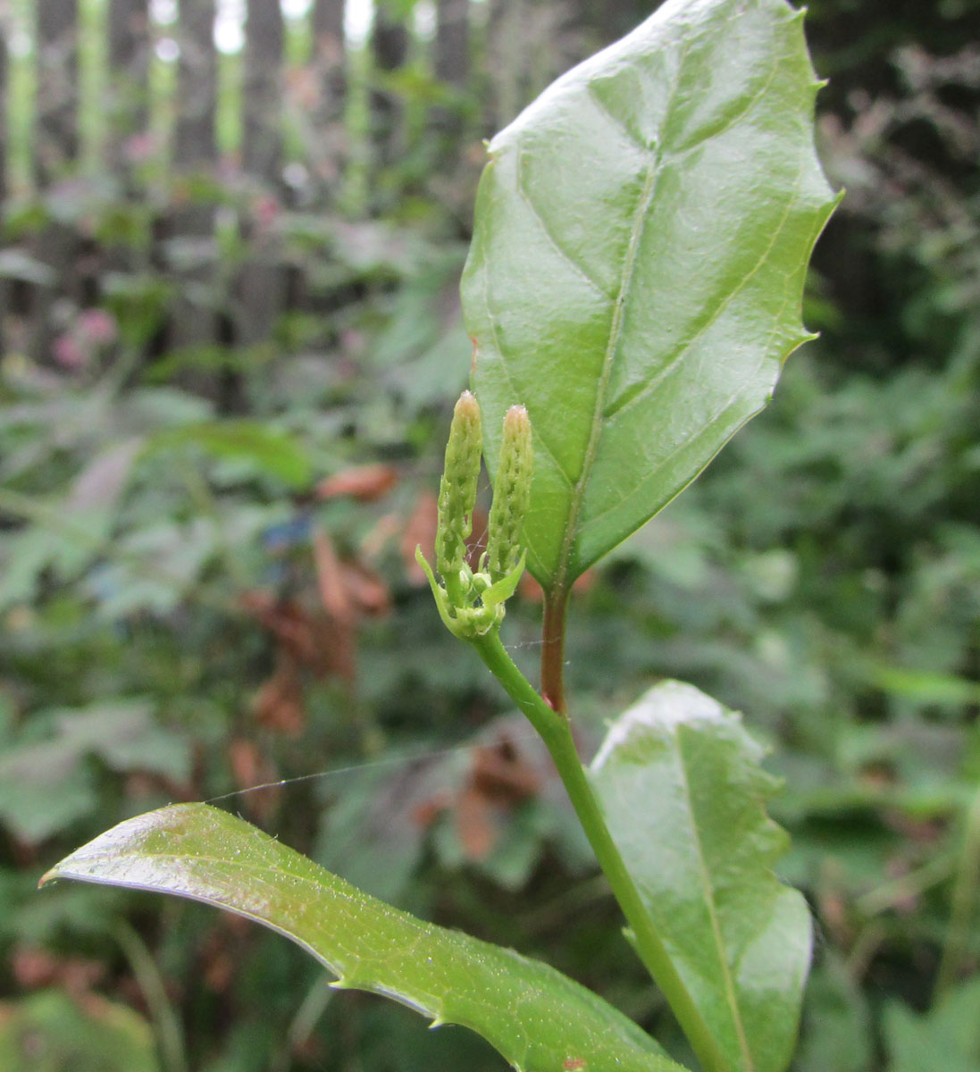 Изображение особи Itea ilicifolia.