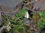 Cerastium lithospermifolium. Цветущее растение. Алтай, Кош-Агачский р-н, долина р. Нарын-Гол, ≈ 2200 м н.у.м., горная тундра. 15.06.2019.