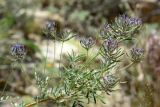 Astragalus arbuscula