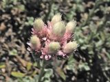 Antennaria plantaginifolia