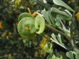 Medicago arborea