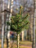 Pseudotsuga menziesii. Верхушка молодого растения с покоящимися почками. Марий Эл, г. Йошкар-Ола, Центральный парк, в культуре. 03.11.2020.