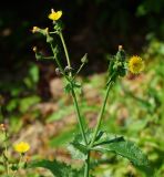 Sonchus oleraceus