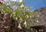 Brugmansia arborea. Крона цветущего растения. Перу, регион Куско, пос. Ollantaytambo. 11.10.2019.