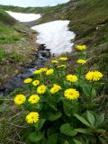 Doronicum altaicum