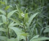 Senecio nemorensis