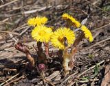 Tussilago farfara