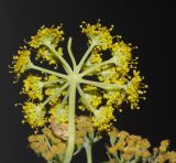 Ferula tingitana