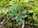 Chimaphila umbellata. Вегетирующее растение в зарослях Hylocomium splendens. Беларусь, Гродненская обл., Новогрудский р-н, окр. ур. Пасека, сосняк зеленомошный. 05.09.2021.