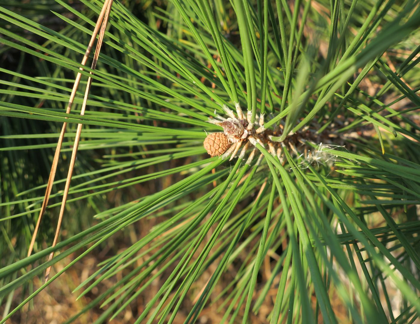 Изображение особи Pinus ponderosa.