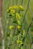 Euphorbia virgata