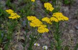 Achillea arabica. Верхушки цветущих растений. Грузия, Самцхе-Джавахети, окр. пещерного монастыря Вардзиа, каменистый сухой склон. 13.06.2023.