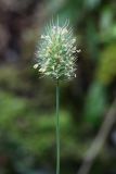 Phleum alpinum. Верхушка побега с соцветием. Кольский п-ов, Хибины, подножье горы Тахтарвумчорр, дорога через березняк. 12.08.2010.