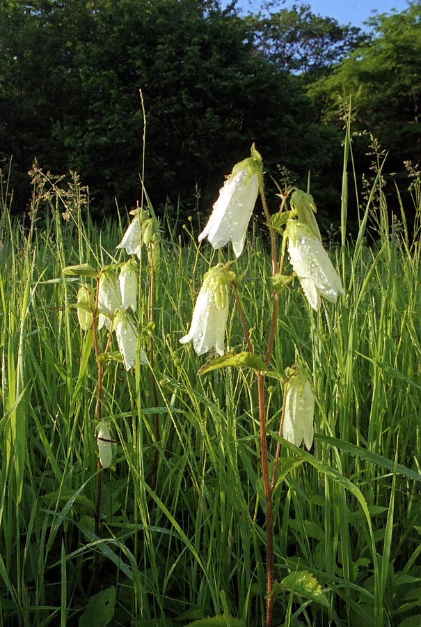 Изображение особи Campanula punctata.