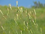 Dianthus elongatus