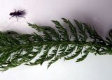 Achillea apiculata