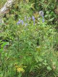 Aconitum nasutum. Цветущее растение. Карачаево-Черкесия, Зеленчукский р-н, долина р. Аксаут, окр. аула Красный Карачай. 12.08.2011.