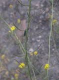 Sisymbrium lipskyi. Часть соплодия с кормящейся гусеницей. Кабардино-Балкария, Зольский р-н, долина Джилы-Су. 27.07.2012.