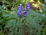 Aconitum taigicola