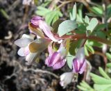 Corydalis solida