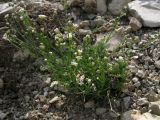 Asperula supina