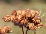 Cenolophium fischeri. Зрелые плоды. Архангельская обл., г. Северодвинск, о. Ягры, сухой приморский луг. 07.09.2013.