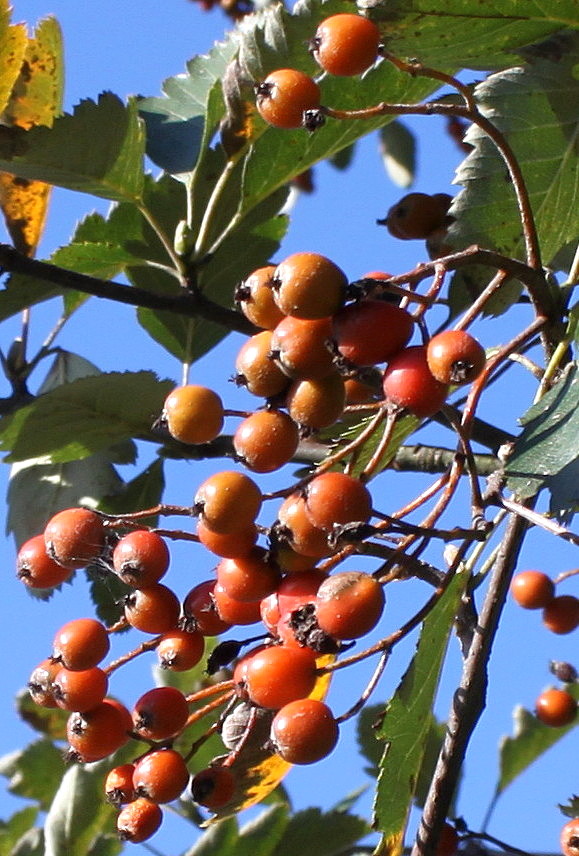 Изображение особи Sorbus intermedia.