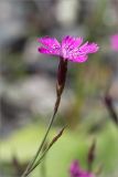 Dianthus deltoides. Цветок и бутон. Ленинградская обл., Ломоносовский р-н, окр. дер. Низино, обочина дороги. 06.07.2014.