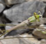 Silene подвид dionysii