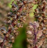 Teucrium hircanicum