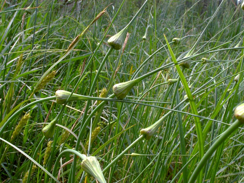 Изображение особи Allium oleraceum.