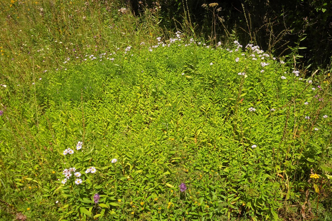 Изображение особи Symphyotrichum &times; salignum.