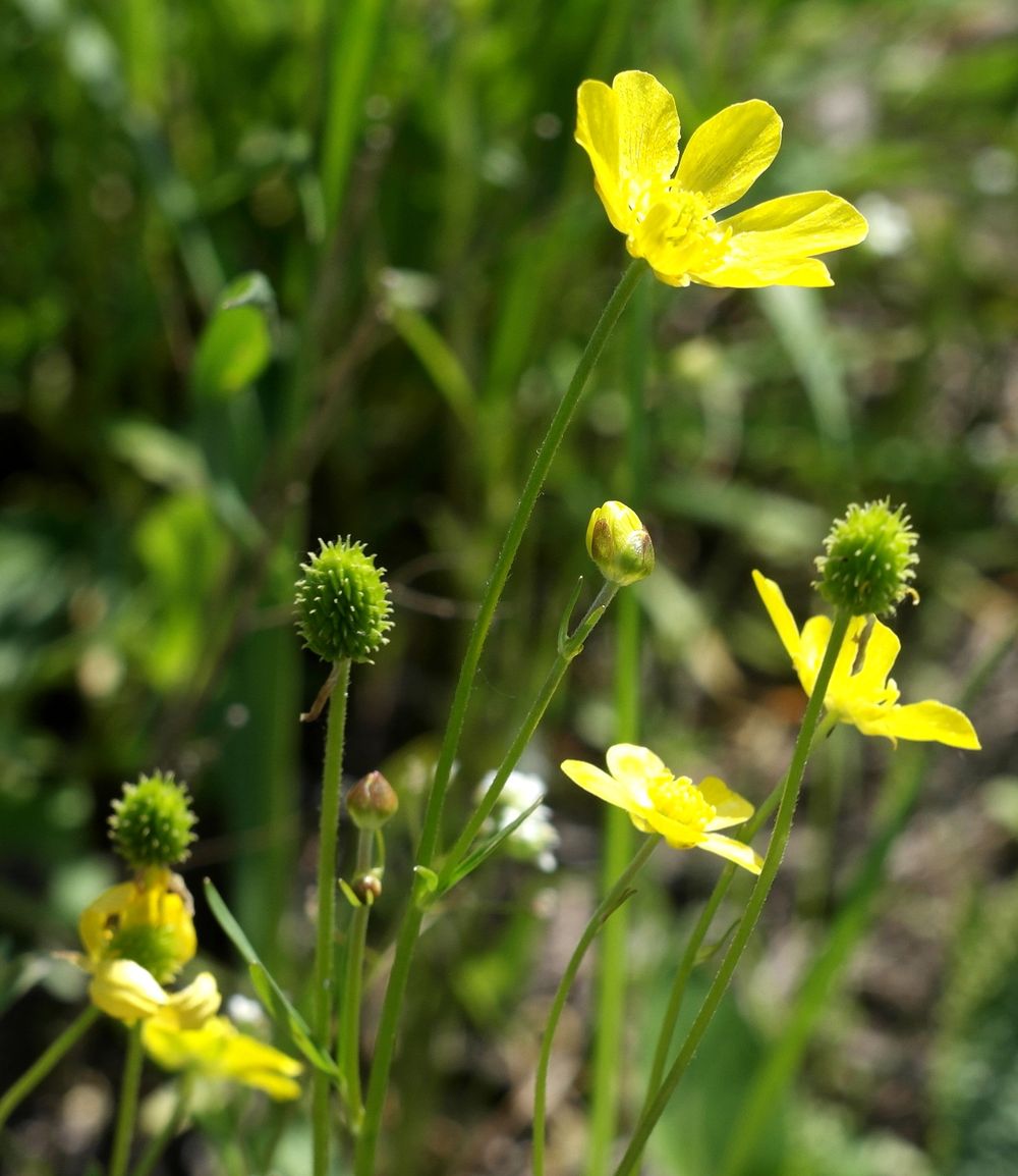 Изображение особи Ranunculus pedatus.