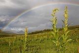 Veratrum lobelianum. Цветущие растения на приручьевом лугу. Восточный Саян, хр. Большой Саян, р. Обо-гол, горная тундра. 04.08.2015.