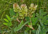 Astragalus glycyphyllos