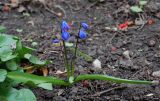 Scilla siberica