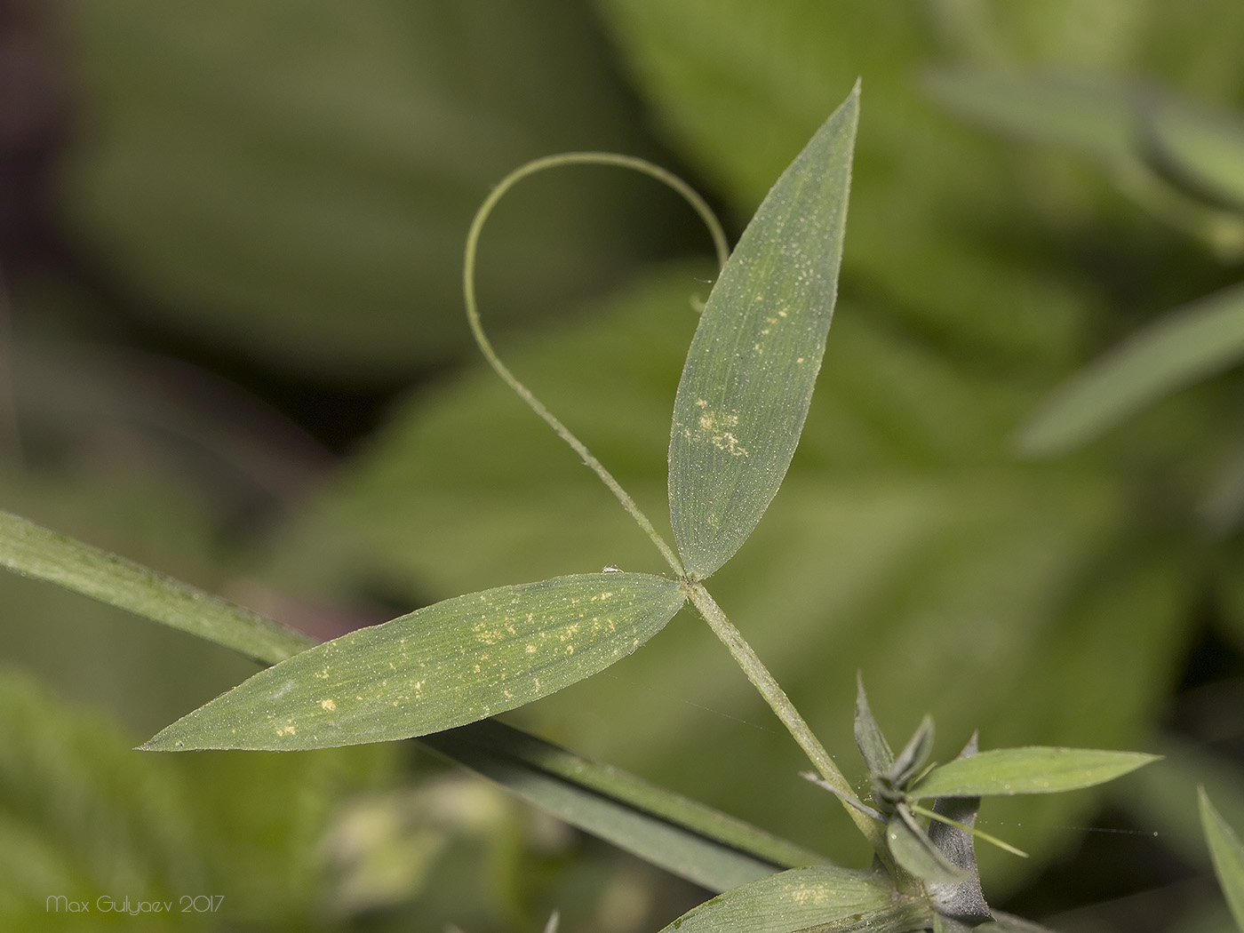 Изображение особи Lathyrus pratensis.