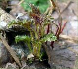 Urtica dioica. Первый весенний побег. Чувашия, окр. г. Шумерля, берег р. Сура. 26 марта 2008 г.