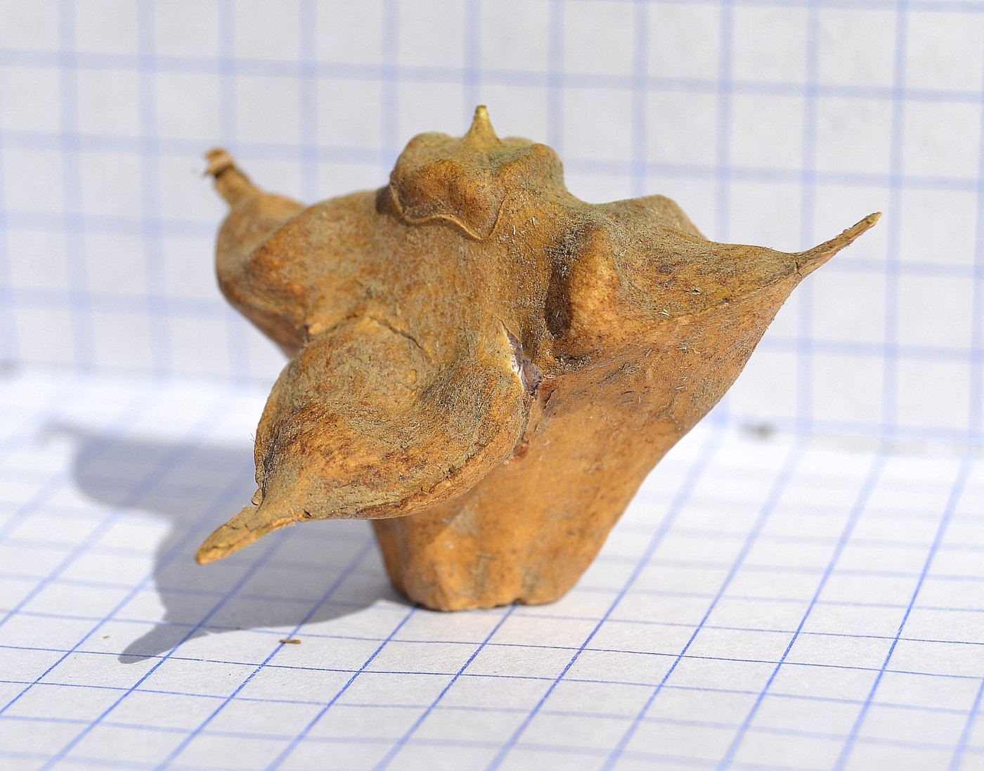 Image of Trapa astrachanica specimen.